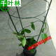新苗特價(jià)球蘭盆栽球蘭花苗小苗 球形花卉 球蘭花室內爬藤花卉盆栽 大苗40厘米左右 不含盆
