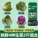 千牛優(yōu)福新鮮蔬菜沙拉2斤3斤裝混合蔬菜健身餐5種食材輕食色拉套餐 4種蔬菜2斤裝【4包醬】