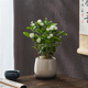 八芽茉莉花盆栽植物濃香型室內(nèi)花卉辦公室桌面陽臺好養(yǎng)四季開花綠植 茉莉花（雪梨盆）含紫砂托盤 帶盆栽好