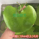 采緹（CAITI）一葉蓮 碗蓮水生花卉水培植物室內陽(yáng)臺四季開(kāi)花盆栽魚(yú)缸浮生蓮花 一葉蓮【15cm 】6片