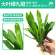 利口福魚(yú)缸前景草懶人造景水草迷你矮挖耳趴爬地矮珍珠淡水植物活體水草 大葉綠九冠