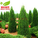 苗彩柏樹(shù)樹(shù)苗塔柏扁柏松柏側柏樹(shù)苗圓柏松樹(shù)寶塔松龍柏苗四季青松柏樹(shù) 1.5-1.6米高 壯苗