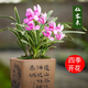 玫絢金邊蘭花苗 名貴精品 濃香型 建蘭矮種室內(nèi) 花卉 好養(yǎng) 仙客來(lái) 一顆6苗連體 帶簡(jiǎn)易黑色軟袋盆土