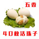 落藍(lán)南京特產(chǎn)活珠子五香新鮮13天活珠子雞胚蛋整箱批發(fā)半喜蛋鋼化 土雞活珠子五香味40枚2包蘸料