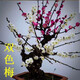 梅花盆栽老樁紅梅臘梅盆景樹苗好養(yǎng)花卉耐寒植物室內(nèi)陽臺庭院花苗 15年雙色梅盆景(帶造型)
