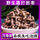 璽秧【野生拐棗】新鮮生吃野生萬(wàn)壽果拐角泡酒泡茶養生雞爪梨國慶中秋 10斤【80%人選】?jì)糁?斤 3A級帶枝泡酒果-不適合直接吃