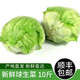 綠食者 球生菜10斤 新鮮西生菜圓生菜漢堡西餐沙拉生菜 健康輕食蔬菜 10斤