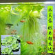 水芙蓉苗水浮蓮水培植物水生植物水養草池塘魚(yú)缸造景養殖凈化水質(zhì) 水芙蓉5棵 裸根不帶土