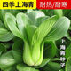 強豐禾圣四季上海青菜種籽小青菜種孑小白菜雞毛菜蔬菜易種高產(chǎn)陽(yáng)臺種菜籽 四季上海青1包-約1000粒