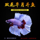 AIPHAROW泰國斗魚(yú)馬尾獅王半月母斗魚(yú)觀(guān)賞魚(yú)熱帶魚(yú)活體寵物淡水魚(yú)魚(yú)缸 雙尾半月