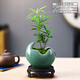 自然空間羅漢松盆栽室內(nèi)綠植辦公客廳桌面趣味迷你小盆景四季好養(yǎng)植物擺件 冰裂青瓷小月牙羅漢松+09鏤空座