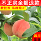 正宗四川龍泉水蜜桃樹苗桃樹冬桃盆栽脆桃子南方種植水果樹苗大全 4年苗