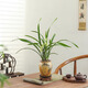八芽建蘭素心盆栽天香素濃香型觀蘭花植物室內(nèi)四季好養(yǎng)名貴帶花苞花卉 建蘭-萬重山盆-紫砂托-圓托 帶盆栽好