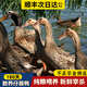 鄉公館老鴨子土鴨子生鮮老鴨整只正宗土鴨農家散養新鮮鴨肉水鴨麻鴨現殺 180天青年鴨1只（1.8-2.2斤）