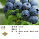 CHUANGSHIJI兔眼藍莓苗北方南方種植果樹(shù)苗盆栽地栽苗發(fā)貨帶土藍梅苗 L25品種4年苗【當年結果苗】 40cm(含)-50cm(不含)