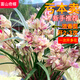 劉閣蘭花蘭花建蘭富山奇蝶現(xiàn)帶花濃香花卉盆栽 3苗帶花苞裸根源頭直發(fā)