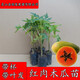 黃銘證木瓜樹(shù)苗紅肉木瓜苗廣西大青木瓜苗中白木瓜苗大白木瓜果苗 15厘米高2棵紅肉木瓜苗帶杯 15cm以下