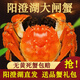 【活蟹】陽(yáng)澄靖壹陽(yáng)澄湖大閘蟹 現貨鮮活大螃蟹 海鮮水產(chǎn)生鮮禮盒 公4.5兩 母3.5兩5對10只