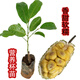 花姬 正宗海南榴蓮菠蘿蜜苗嫁接果樹苗濕包南方水果苗帶營養(yǎng)杯帶 榴蓮蜜1棵(2年 營養(yǎng)杯苗)濕包 15cm(含)-30cm(不含)