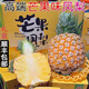 GANXIAN網(wǎng)紅芒果鳳梨【順豐】海南臺農23號金芒鳳梨當季現摘金鉆鳳梨禮盒 7.5-8斤中果（約5-6個(gè)果）
