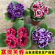 秋穎山東重瓣芙蓉花帶花苞大巖桐盆栽四季開(kāi)花苗好養陽(yáng)臺室內花卉植物 美組合：4種顏色各1盆