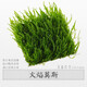 森淵（SENYUAN）魚(yú)缸沉木造景莫斯水草散裝莫絲陰性活體植物火焰大三角鹿角苔垂淚