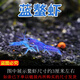 噢水噢鰲蝦觀賞蝦魚缸淡水寵物大型水族活體蝦龍紋天空藍魔紅白藍小鰲蝦 藍螯蝦4厘米1對