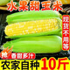 栩季（XUJI）新鮮水果甜玉米四川生鮮蔬菜甜糯爆漿玉米棒子農(nóng)家自種現(xiàn)摘現(xiàn)發(fā) 凈重 9斤 （約9-14個）