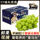 裕瓊陽光玫瑰葡萄晴王香印提子四川當(dāng)季新鮮孕婦水果 3斤整箱裝單果8-10g 凈2.5斤 現(xiàn)摘現(xiàn)發(fā)