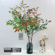水培植物南天竹盆栽水養(yǎng)室內(nèi)富貴竹綠植吊鐘馬醉木好養(yǎng)花卉盆景 50-60cm+60-70cm兩株配灰條紋瓶