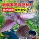 播種心情 紫葉蘇種子 紫蘇種子  白蘇種子九層塔種子陽(yáng)臺盆栽易種香料籽 紫蘇種子1包