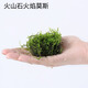 AIPHAROW草缸精品珊瑚鳳尾苔moss莫斯摩斯摩絲加火山石莫斯水榕火山石造景 火山石火焰莫斯