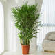 夏威夷竹綠植大型室內落地客廳大盆栽辦公室鳳尾竹熱帶植物椰子樹(shù) 高130-140cm含膠盆