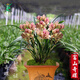 翁源蘭花建蘭富山奇蝶夏帶花苞濃香室內(nèi)四季蘭花卉盆栽開多瓣奇花 富山奇蝶6苗【特壯苗】簡易盆土