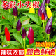 種菜記多彩小尖椒種子泡椒肉厚朝天椒辣椒種子觀賞五彩辣椒籽春季小彩椒 多彩小尖椒1克
