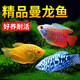 CRAZY PLANT曼龍魚(yú)活體觀(guān)賞魚(yú)活體熱帶好養耐活淡水冷水招財風(fēng)水水族小金魚(yú)苗 【比賽級雙色】黃藍曼龍 3+1