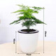 文竹盆栽植物室內(nèi)辦公室綠植花卉盆栽盆景四季常青小盆栽 文竹+懶人吸水盆