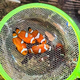海水魚觀賞魚小丑魚全品活體透紅金透紅巴東全文黑邊公子小丑魚 2.5-3.5cm左右瑕疵斷紋公子一條