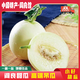 秦品堂陜西閻良甜瓜高端吊瓜正宗甜瓜閻良特產(chǎn)精選當季新鮮脆甜水果 精選吊瓜4.5斤+