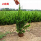 上客來(lái)木龍柏樹(shù)苗龍柏小苗龍柏球四季常青綠化苗木工程苗圍墻籬笆植物 30-40厘米高