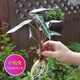 沃繡 水培植物綠植室內水養花卉盆栽銅錢(qián)草 小仙女1棵 不含盆