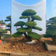 瑞轢對接白蠟樹造型庭院別野樹樁地栽老樁盆栽精品聯(lián)系16518962888 聯(lián)系賣家16518962888