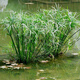 傾顏水生水培植物龜水竹盆栽水棕竹魚缸水池塘旱傘草風(fēng)車草苗美化 一盆10棵左右高20-30厘米左右 帶簡(jiǎn)易盆土