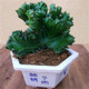 聽雪樓多肉植物玉麒麟盆栽花卉仙人掌麒麟掌室內(nèi)辦公桌擺趣味 h 玉麒麟小號【15-20cm高】