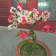 旺之春海棠花盆栽樹(shù)苗盆景重瓣老樁庭院綠植物室內(nèi)花卉四季開(kāi)花好養(yǎng) 17 雙花復(fù)色 八年老樁【四季循環(huán)開(kāi)花】帶土帶葉發(fā) 不含盆