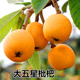 花詢(xún)冰糖枇杷樹(shù)苗嫁接枇杷苗樹(shù)無(wú)核大五星枇杷果樹(shù)苗當年結果 大五星枇杷5年嫁接大苗(當年結果)