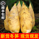 辰實(shí)【順豐】冬筍新鮮 現挖竹筍 浙江天目山竹筍 鮮筍腌篤鮮 臨安筍子 3斤大號（單果約3-5兩）