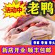 真老鴨五年農(nóng)家散養(yǎng)土鴨子老鴨新鮮整鴨肉草鴨子老鴨湯鴨肉 散養(yǎng)三年老母鴨4.5斤