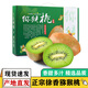譯優(yōu)農 陜西眉縣徐香獼猴桃 綠心奇異果周至獼胡桃當季新鮮孕婦水果 10斤精品特大果【單果100-130g】 新鮮