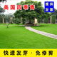 卓天（ZHUOTIAN）進(jìn)口草坪種子草籽四季常青矮生免修剪庭院護坡綠化耐寒耐旱草種子 美國四季青一斤